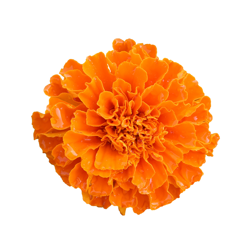 Marigold