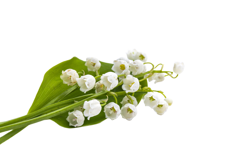 Muguet