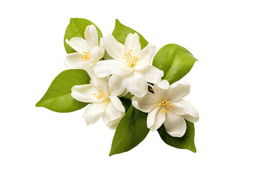 Jasmine Grandiflorum
